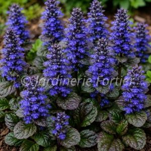 Ajuga "Catlin's Giant"