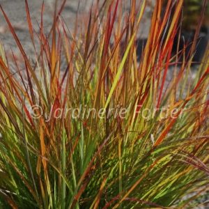 Andropogon "Dancing wind"