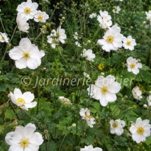 Anemone "Honorine Jobert"